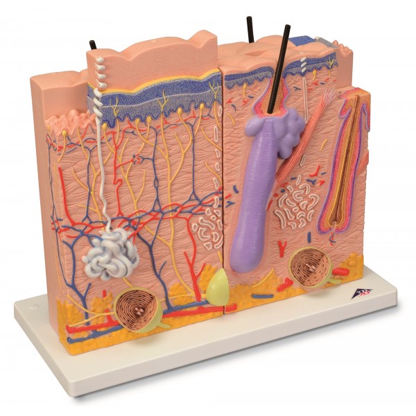 Organy i narządy 3B Scientific J16