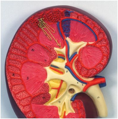 Organy i narządy 3B Scientific K10