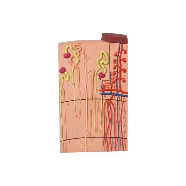 Organy i narządy 3B Scientific K10/1