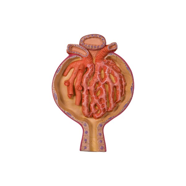 Organy i narządy 3B Scientific K10/2