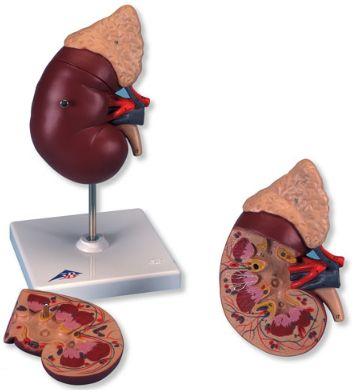 Organy i narządy 3B Scientific K12