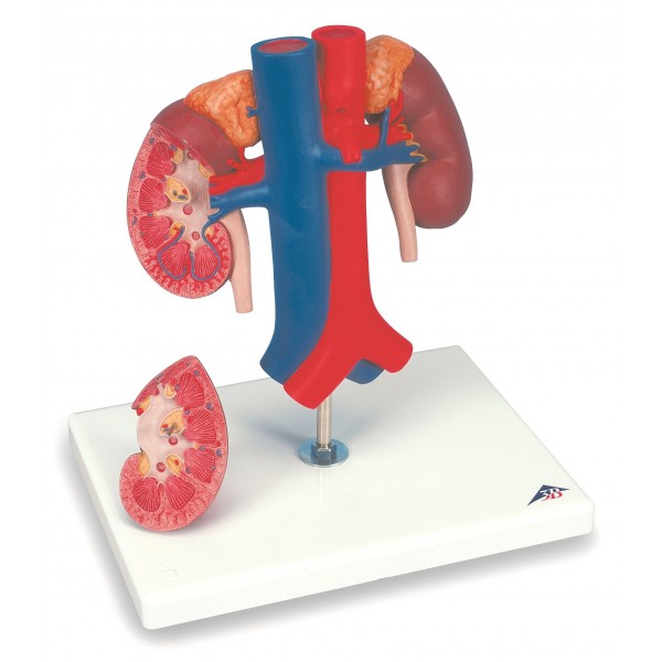 Organy i narządy 3B Scientific K22/1