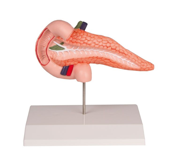 Organy i narządy 3B Scientific K222