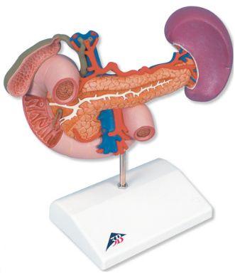 Organy i narządy 3B Scientific K22/2