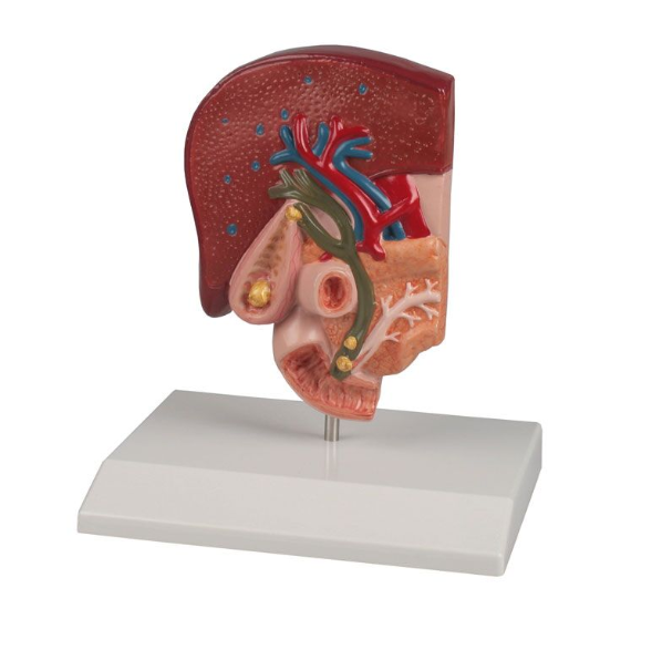 Organy i narządy 3B Scientific K226