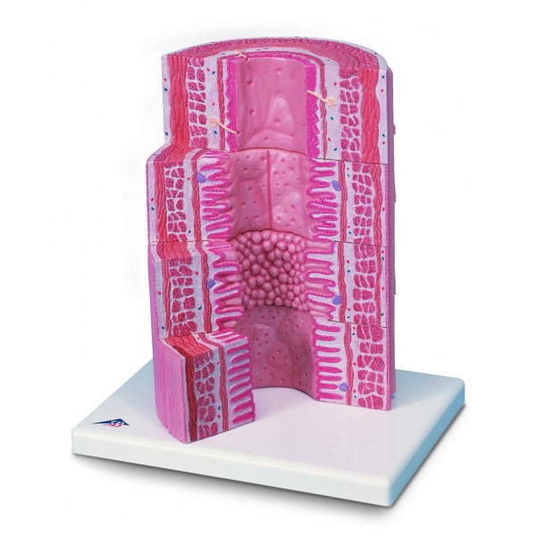 Organy i narządy 3B Scientific K23