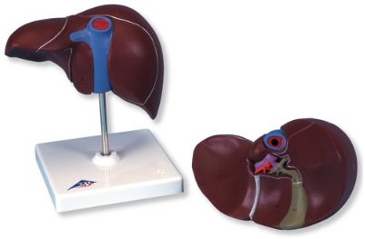 Organy i narządy 3B Scientific K25