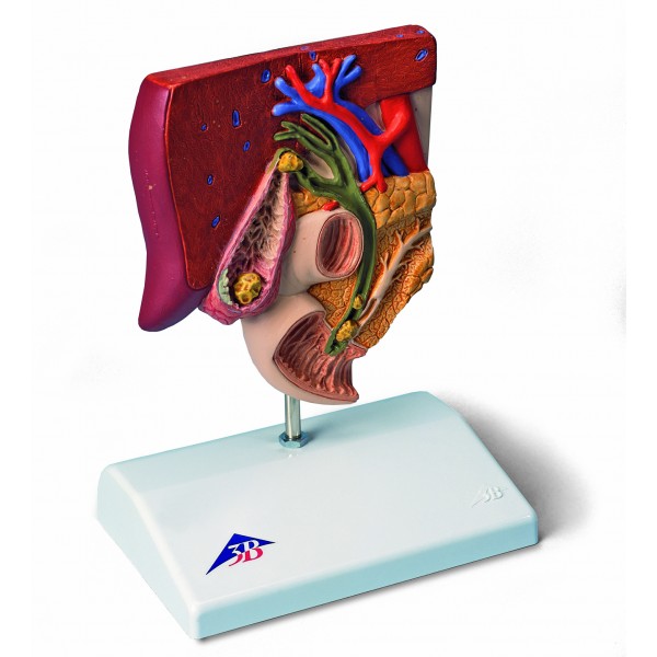 Organy i narządy 3B Scientific K26
