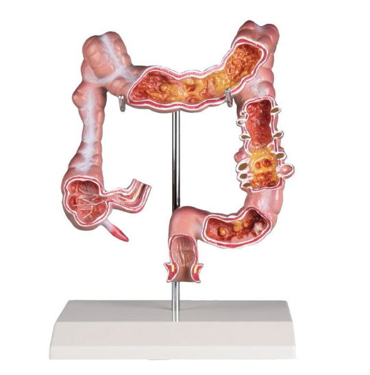 Organy i narządy 3B Scientific K285