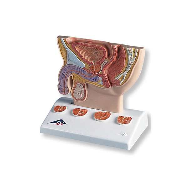 Organy i narządy 3B Scientific K41