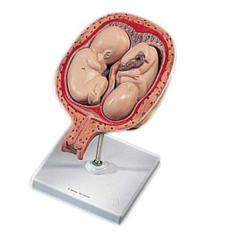 Organy i narządy 3B Scientific L10/7