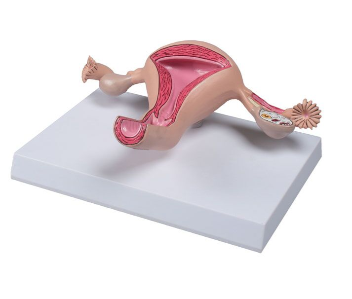 Organy i narządy 3B Scientific l261