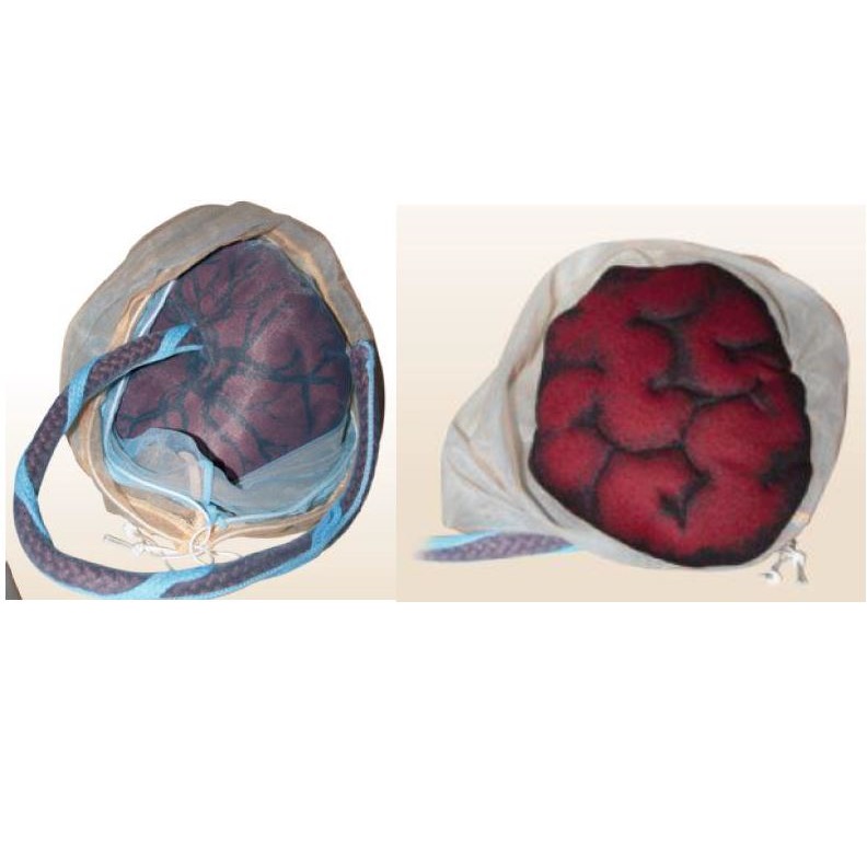 Organy i narządy Warda Łożysko