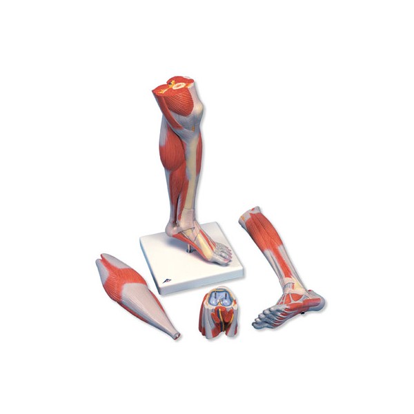 Organy i narządy 3B Scientific M22