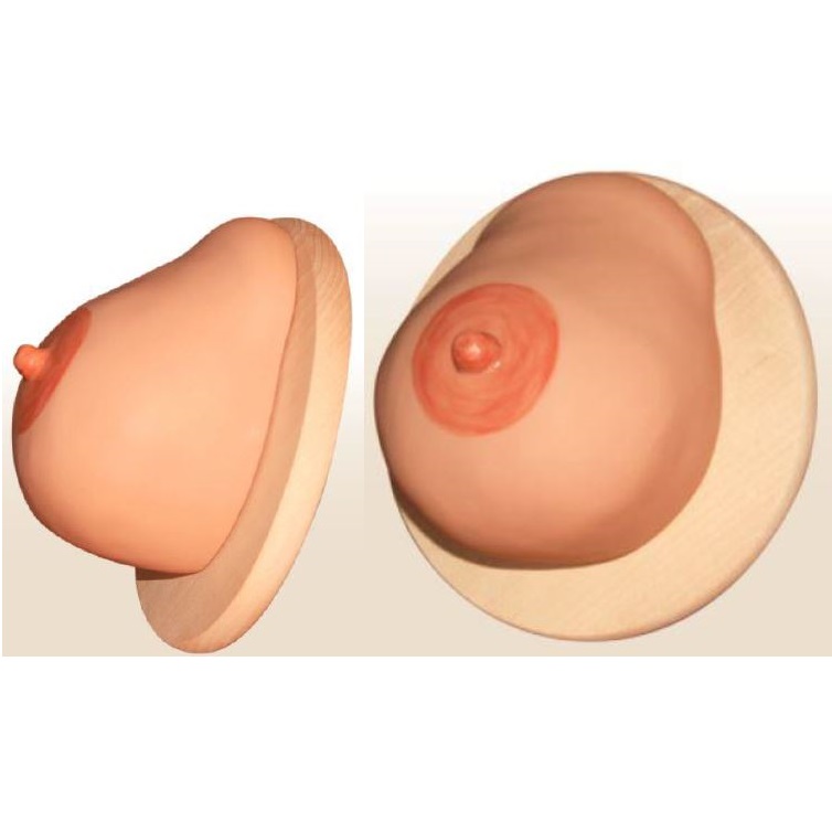 Organy i narządy Warda Pierś