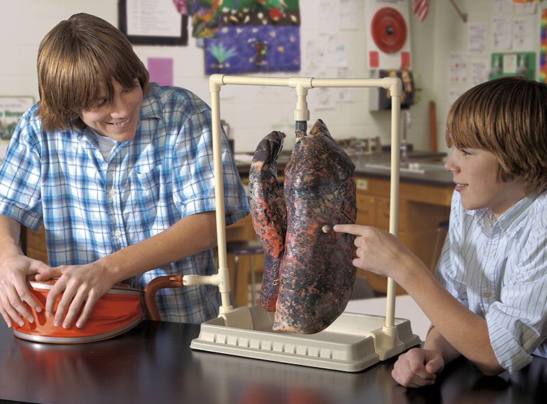 Organy i narządy 3B Scientific R10061