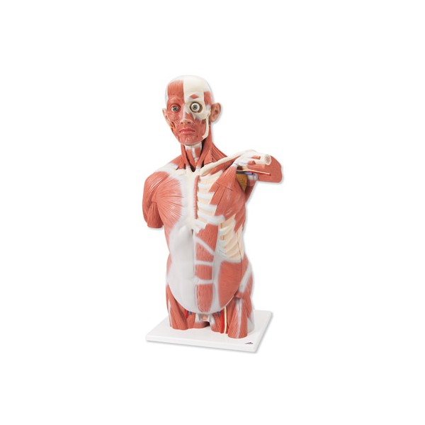 Organy i narządy 3B Scientific VA16