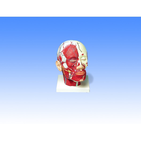 Organy i narządy 3B Scientific VB128