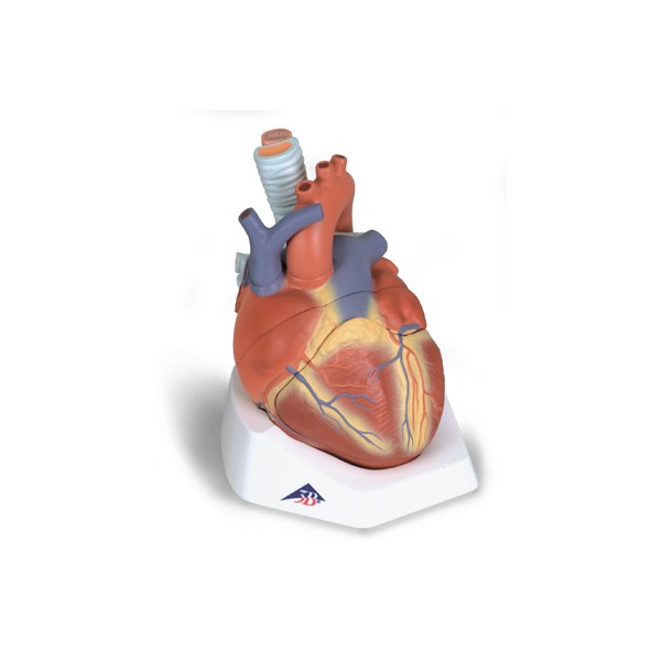 Organy i narządy 3B Scientific VD253