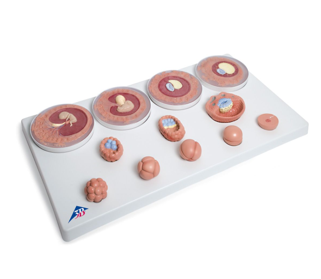 Organy i narządy 3B Scientific VG391