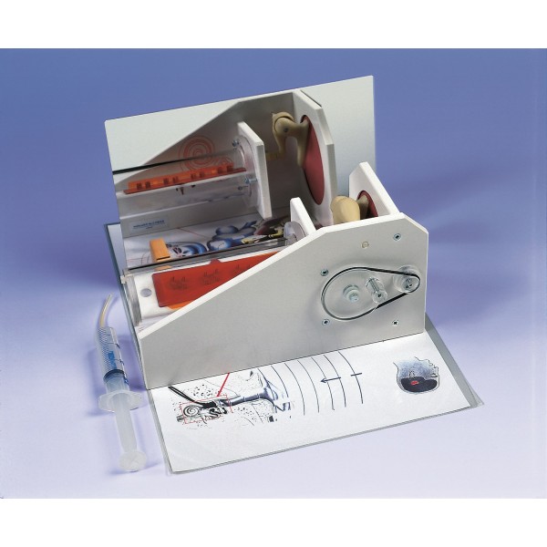 Organy i narządy 3B Scientific W16010