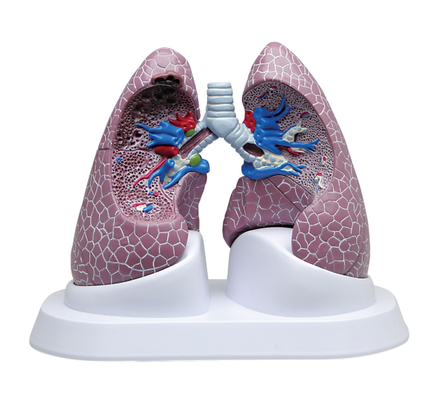 Organy i narządy 3B Scientific W33371