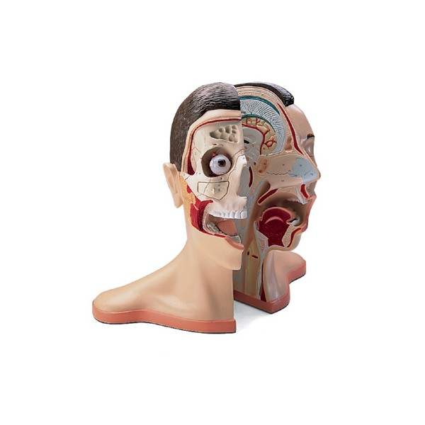 Organy i narządy 3B Scientific W42512