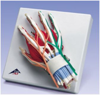 Organy i narządy 3B Scientific W47005