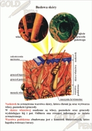 Plansze anatomiczne B/D PBI-FCZ