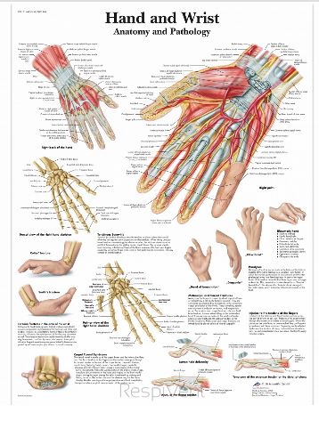 Plansze anatomiczne 3B Scientific VR1171L