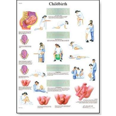 Plansze edukacyjne 3B Scientific VR1555