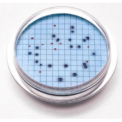 Podłoża gotowe do użycia Hach m-ColiBlue24