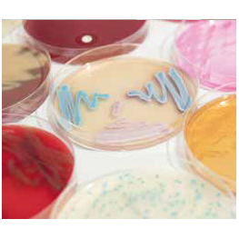 Suplementy i dodatki do hodowli komórek Graso Biotech LS / NCM