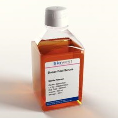 Surowice Biowest Dawca surowicy źrebaka