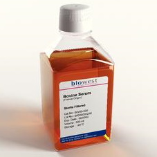 Surowice Biowest Dorosła surowica wołowa