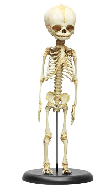 Układ kostny 3B Scientific 2850