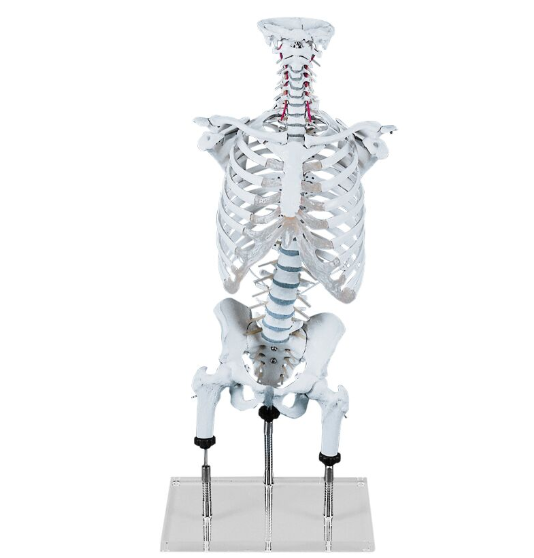 Układ kostny 3B Scientific 4018