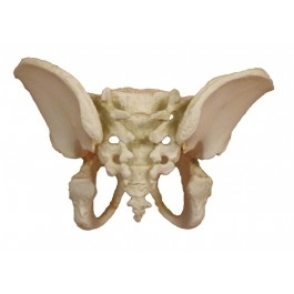 Układ kostny ERLER ZIMMER 4051