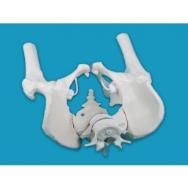 Układ kostny ERLER ZIMMER 4057