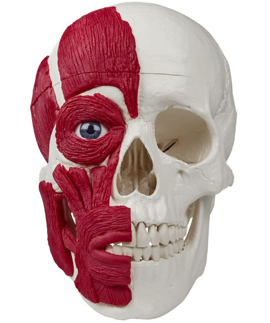 Układ kostny 3B Scientific 4514