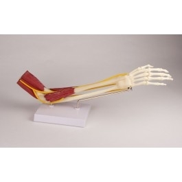 Układ kostny ERLER ZIMMER 4566