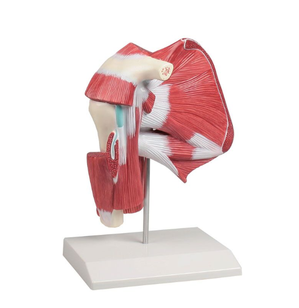 Układ kostny 3B Scientific 4569