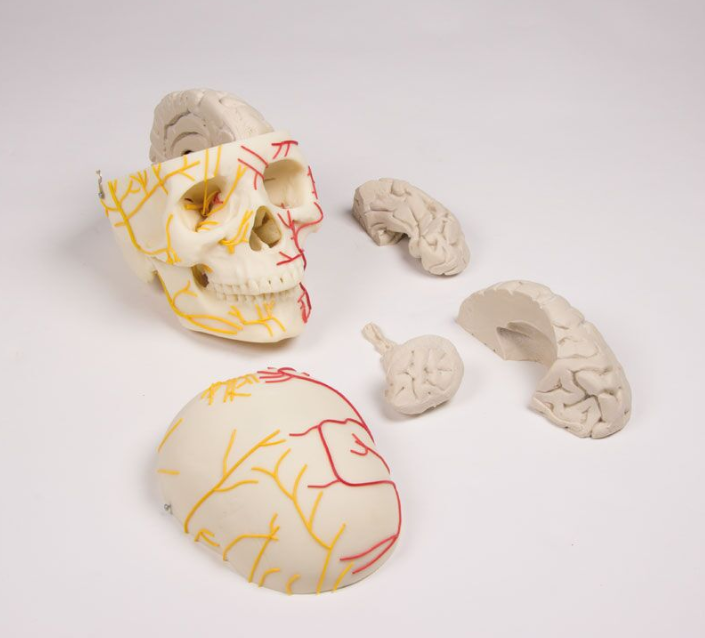 Układ kostny 3B Scientific 4610