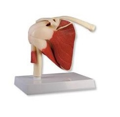 Układ kostny ERLER ZIMMER 4661