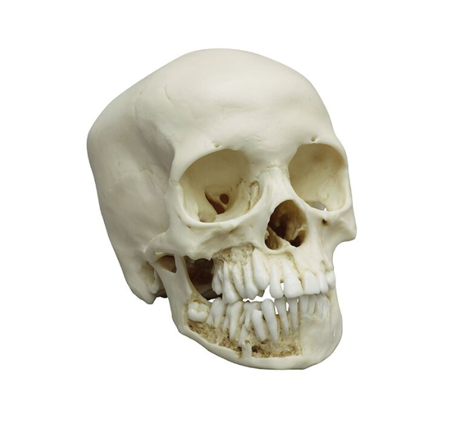 Układ kostny 3B Scientific 4725