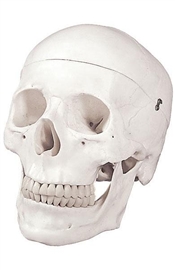 Układ kostny ALTAY SCIENTIFIC 6041.50