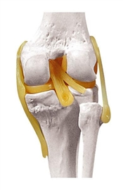 Układ kostny ALTAY SCIENTIFIC 6041.81