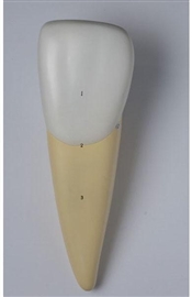 Układ kostny ALTAY SCIENTIFIC 6041.82