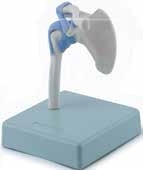 Układ kostny ALTAY SCIENTIFIC 6042.27