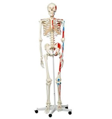 Układ kostny 3B Scientific A11 MAX